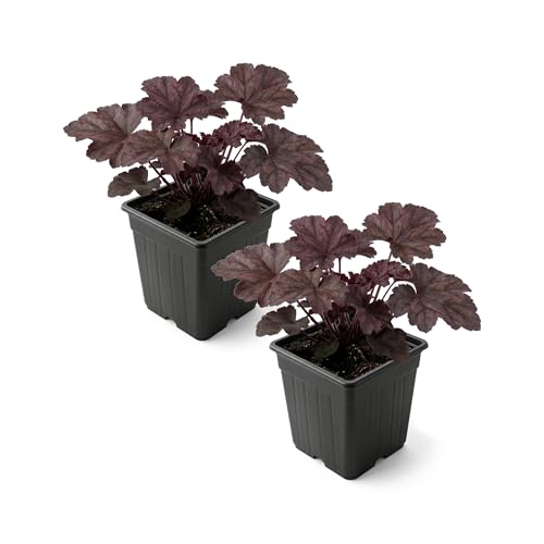 Live Heuchera Coral Bells 2-Pack Purple Shades Shade Perennial Foliage Plant 10 Tall 1 Qt Pot