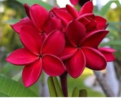 Nature Plumeria Champa Frangipani Live Plant Decorative Outdoor Indoor Natural For Garden And Home (Plumeria 2) (B09X36SJG9) Amazon Price History, Amazon Price Tracker