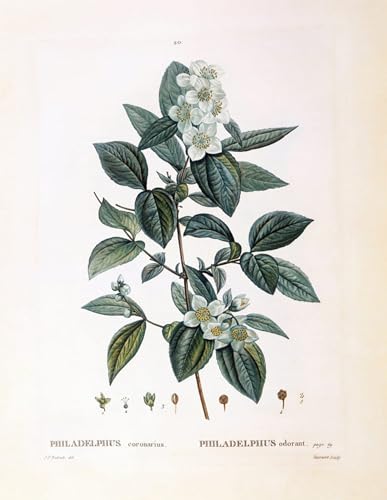 Affiche Toile Mock Orange de Pierre Redouté pour une décoration murale élégante 60x90cm