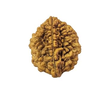 DEVOGems Natural 2 Mukhi Rudraksha Original Certified Do Mukhi Rudraksh Kaju Dana Blessed by Lord Shiva & Maa Parvati Nepal Two Faced Rudraksha Beads Pendant for Wearing ?? ? ? ?? ? ? ? ?