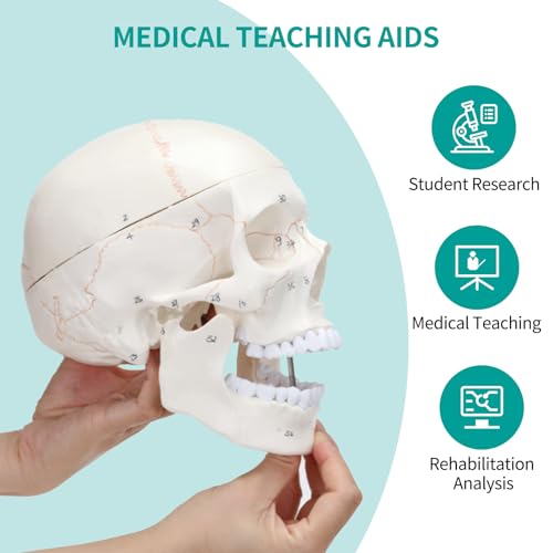 Image of SFXYJ Human Skull Brain Anatomy Model, 2024 New Anatomy Skull Model 11 Parts Detachable W /Sutures Anatomical Skull Model with Labeled Numbered for Medical Student Study