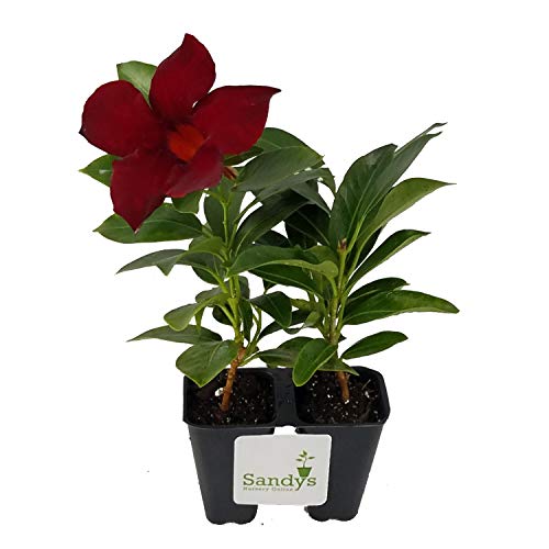 Sandys Nursery Mandevilla Crimson