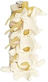 4-Part Human Lumbar Vertebrae Spine Set Anatomy Model