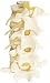 4-Part Human Lumbar Vertebrae Spine Set Anatomy Model