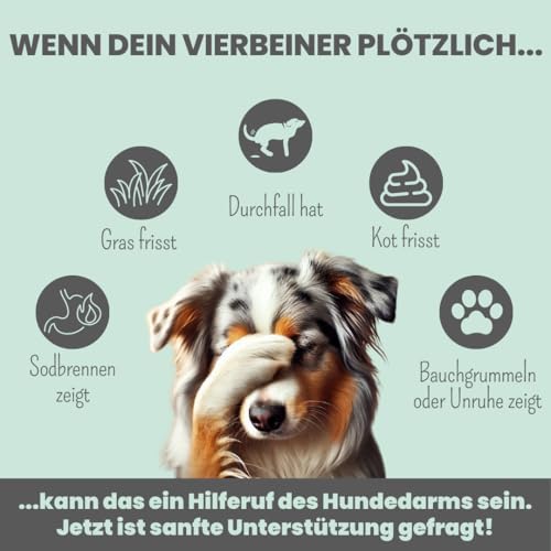 noms+ Präbio Belly Akut Topping für Hunde | 6X 200g | Pflanzliche Schonkost bei Magen-Darm-Beschwerden | mit Karotte nach Moro-Art | Präbiotika für eine gesunde Darmflora - Ready to eat