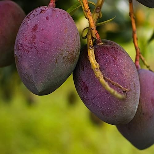 Image of Thai All Time Mango Plant Grafted (Height 2-2.5 Feet) Fruit After 6 Month All Season Mango Plant Hybrid Thailand Baramasi Mango Tree Live Fruit Plant For Home Garden