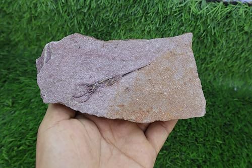 Ascocystites sp. fossile de l'Ordovicien pour enseignant et passionné