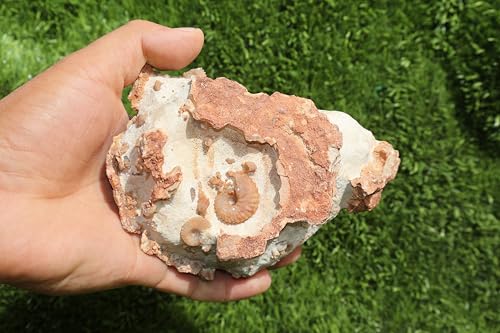 Image of Ammonites & Gastropods Plate Cretaceous Fossils Fossils from Morocco Fossil Rock ammonites Fossil from Morocco A196