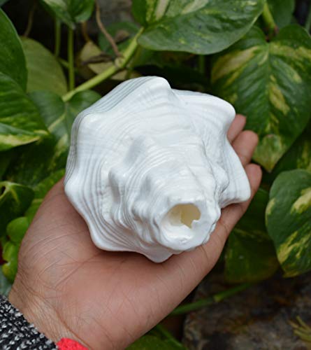 Shiva Lingam Shop Divine Temples Vamavarti Dattatreya Loud Blowing Shankh (White)~I-4832 #TOP4
