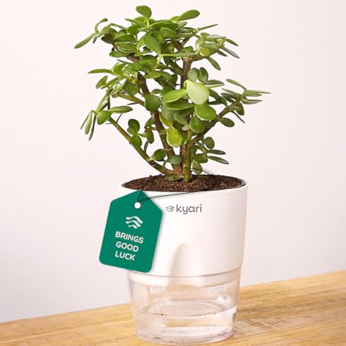 KYARI Jade Indoor Plants for Living Room | Live Plant | Plants with White Pot for Home | Air purifier plants | Plants for Home & Office