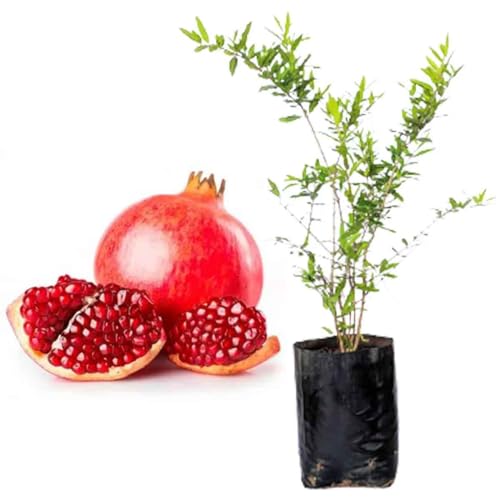 Muda de Roma Americana Gigante