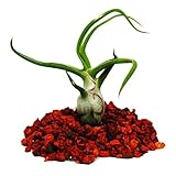 Tillandsia bulbosa - plante vrac