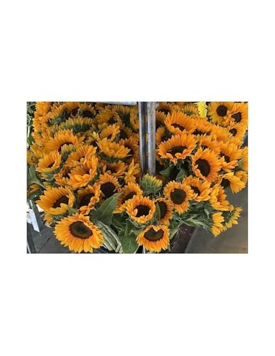 JARDIN202 - Girasoles | Flor Natural | Ramo de 5 tallos | Amarillo | 80cm de alto