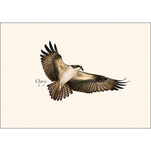 Image of Earth Sky + Water - Osprey Notecard Set - 8 Blank Cards with Envelopes