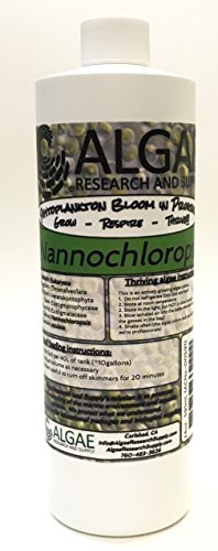 Algae Research Supply Nannochloropsis Occulata Culture 500mL