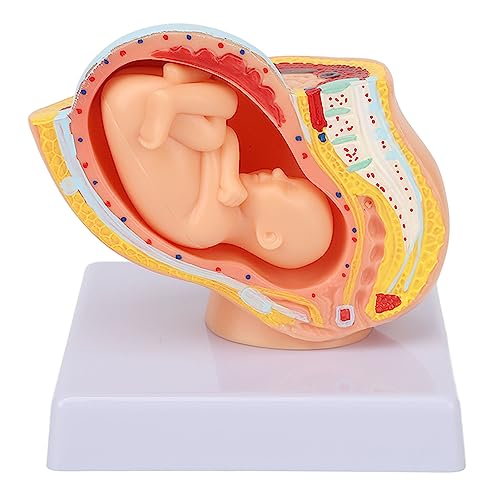 Image of 9 Month Baby Fetus Model Removable Resin Pregnancy Female Pelvis Model with Clear Structure for Colleges