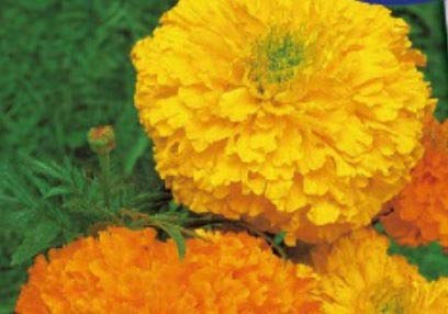 150 x Velvet Flower High Crackerjack Mix Tagete Garden Plants - Seeds Plants Shop Seed Bench Pullingen Patrik Ipsa