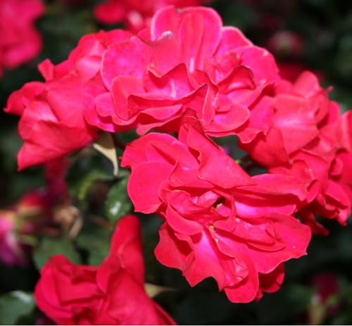 2 x Rosier - Rosa 'Rotilia' en pot 25-30 cm - Une beauté florifère aux fleurs carmin.