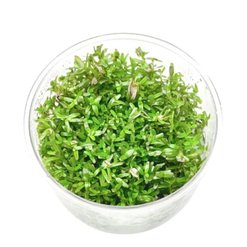 Mainam Rotala Rotundifolia Hra Tissue Culture Live Aquarium Plants Decorations Freshwater Fish Tank Aquatic Plant3 Days Live Guaranteed #TOP2