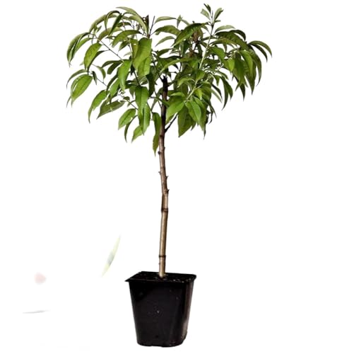 Melocotonero Natural Prunus Persica Árbol Frutal para tu Jardín