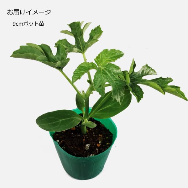 Amazon.co.jp: 接ぎ木 スイカ 黄金羅皇 こんじきらおう 9cmポット苗