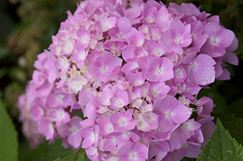 2 Gal. Summer Crush Hydrangea Shrub and Endless Summer Original Hydrangea, 1 Gal, Blue - Thumbnail 7