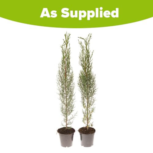 YouGarden Pair of Italian Cypress Trees 60-80cm Tall Ornamental Plants in 14cm Pots, Mediterranean Trees for UK Garden in Pots, Garden Ready Plants for Outdoors