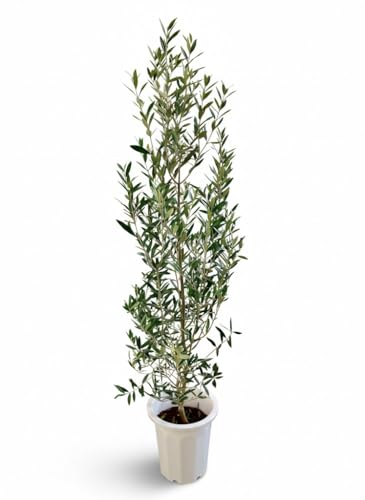 オリーブ の木 観葉植物」の人気商品一覧 | 安い商品を通販サイトから