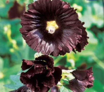 Pcs - 10x Rose Trémière Jet Noir, Einzelblumig-Stockrosen Graines Fleur Plant KS326 - Seeds & Plants Shop by Ipsa