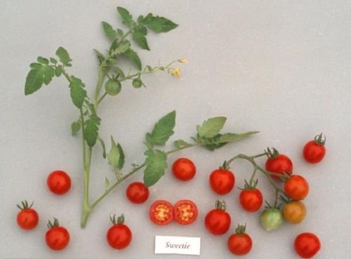 35 Sweetie Tomato Seeds Heirloom Vegetable Non GMO ez Grow CombSH L34