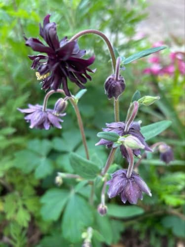 オダマキ 種」の人気商品一覧・価格比較 - 価格.com