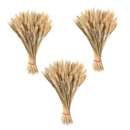 300 Tiges Fleurs Séchées - Blé Naturel, Blé Séchées Dorées, Grains Séchés Naturels, Tiges De Bouquets Séchés, Compositions pour La Maison, Mariages,...