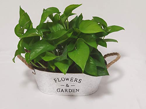 Daiear Set Of 2 Rustic Metal Bucket Planters With Handles,Farmhouse Succulents Herbs Pots,Vintage Flower Container For Indoor|Planters Not Included #TOP5