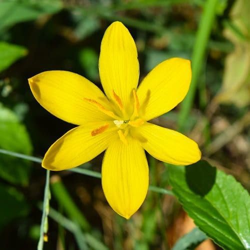 Image of Rain Lily (Zephyranthes) Bulbs by Korrel Seeds - Vibrant Flower Bulbs for Garden & Outdoor Planting - Ideal for Rainy Season Bloom (100, Yellow)