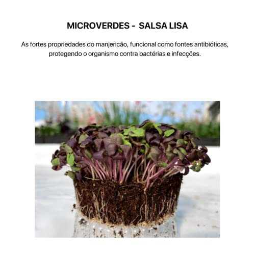 Kit 4 Sementes Microverdes Horta Em Casa Jardins Vasos (Salsa, Mostarda, Cebola, Manjericão Roxo)