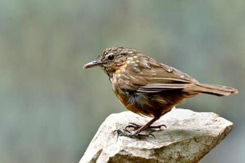 adrium Holz-Bild 60 x 40 cm: Rufous Kalkstein-Schwätzer oder Kalkstein-Zaunkönig-Schwätzer (Turdinus crispifrons calcicola) ödemischer brauner (113906668)