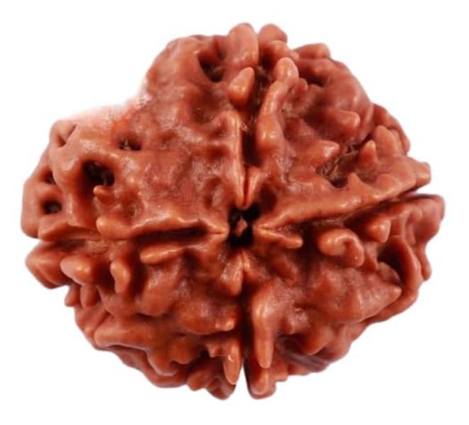 4 Mukhi (Four Faced) Rudraksha Bead - Natural Brown Nepali Rudraksh With Certification - View #10