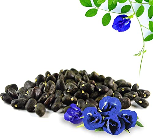 35 Butterfly Pea Flower Seeds - Hoa Dau Biec - Blue Butterfly Pea Vine Seeds #TOP1