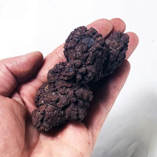 Image of Coprolite Authentic Prehistoric 0.55 Lbs Natural Fossilized Mineral Dung Stone Specimen Length 2-4 inch Dinosaur Coprolite Feces Trace Fossil (Information Card Included)
