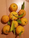 Citrus x junos sur Poncirus trifoliata/Citronnier Yuzu/Conteneur de 5 à 6 litres/Tigette