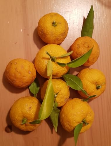 Citrus x junos sur Poncirus trifoliata/Citronnier Yuzu/Conteneur de 5 à 6 litres/Tigette