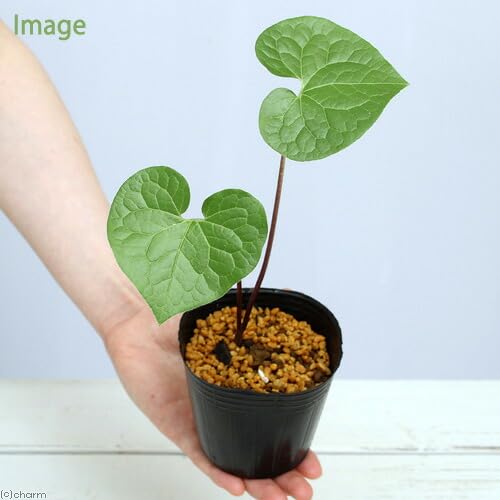 Amazon.co.jp: （山野草）フタバアオイ（二葉葵） 3号（1ポット