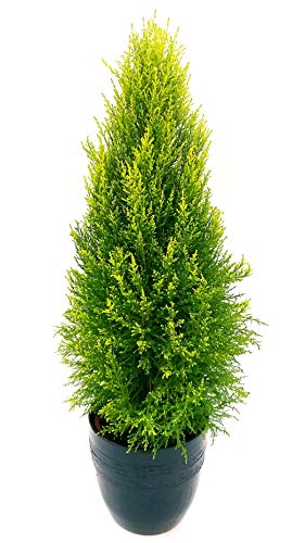 POWERS TO FLOWERS - CIPRESSO WILMA XXL V24 IN VASO CERAMICA NERO A RIGHE, altezza 110cm, pianta Vera