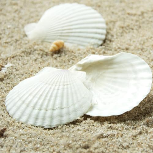 Image of QICQDRAM 16PCS Seashells for Crafts 3''-4'' Scallop Shells for Painting | White Large Scallop Sea Shells Bulk for DIY Beaching Cooking Wedding Decor