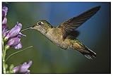 Design von Tim Fitzharris Artworks Italia Mexiko-Papier, breitschwanzig, Kolibri, Fütterung auf dem Nektar Einer Wüsten-Penstemon-Blume, 152,4 x 106,7 cm