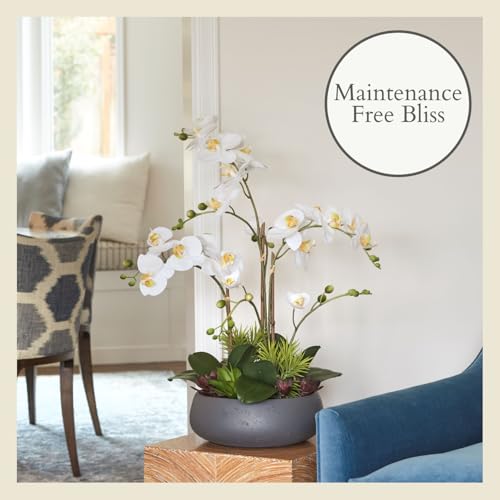 Image of CG Hunter Faux Orchid Plant w /Succulents, Premium Artificial Indoor Flower Display Stands 24 inch w /Beautiful Sculptural Blooms and Succulents That Lasts Forever, Grey Planter Pot Included