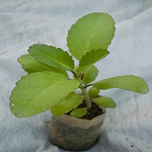 Royal Gardens Bryophyllum Pinnatum/Miracle Leaf Plant/Patharchatta ...