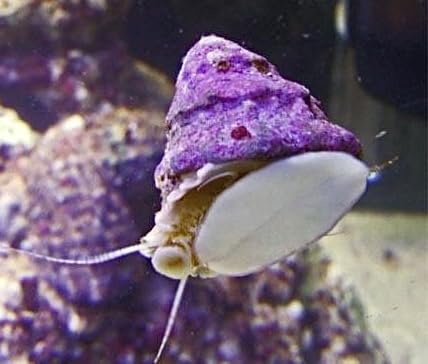 coralSLover, Live Saltwater Fish, Live Saltwater Invertebrates, Clean Up Crew, Livestock, Reef...