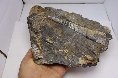 Image of Natural Orthoceras Fossil Plate from Devonian Period Fossil from Morocco A312