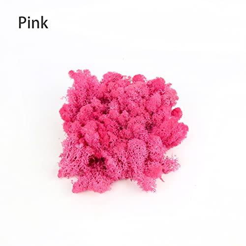 Image of Amoueterno Preserved 4 Color Reindeer Moss,Total 14OZ Each Color 3.5OZ, Natural Real Moss, DIY Kit Crafts Art Wall Decor Florist Decor,Purple